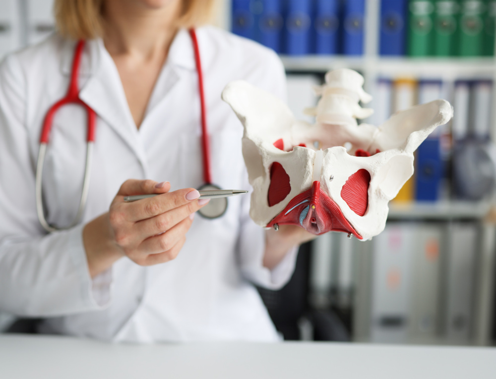 A female doctor holding and explaining a model of the female pelvis and pelvic floor muscle structure