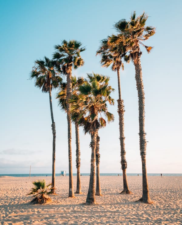 A picture of palm trees on the beach in Santa Monica, CA