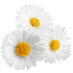 3 chamomile flowers pictured in isolation